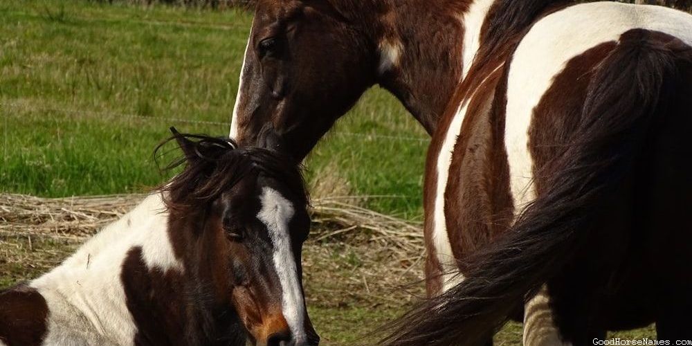 Canadian Horse Location Inspired Names