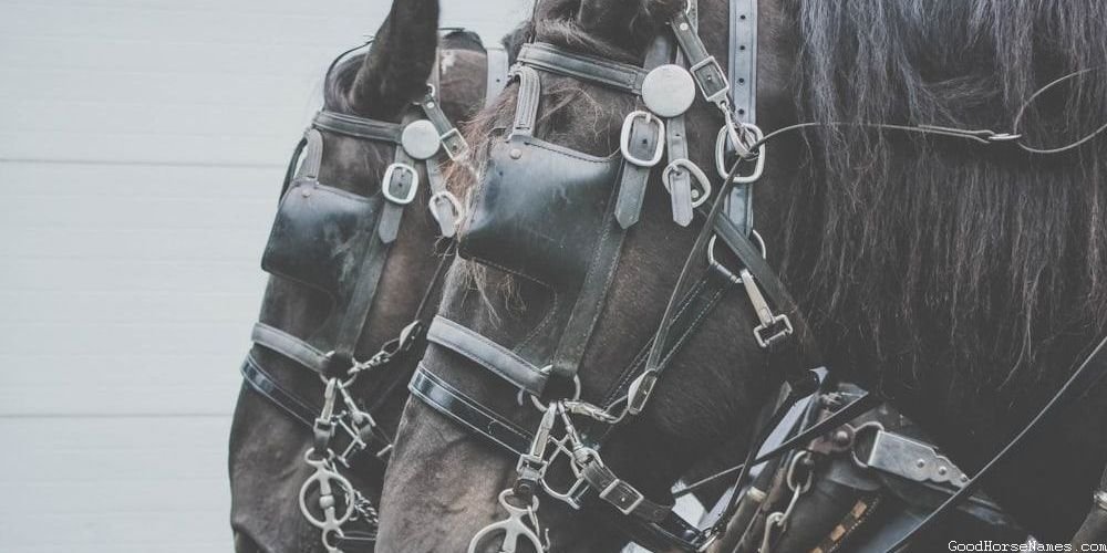 Canadian Horse Popular Names