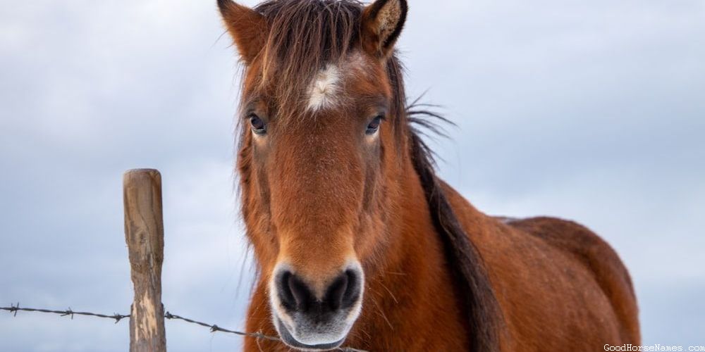 Canadian Race Horse Names