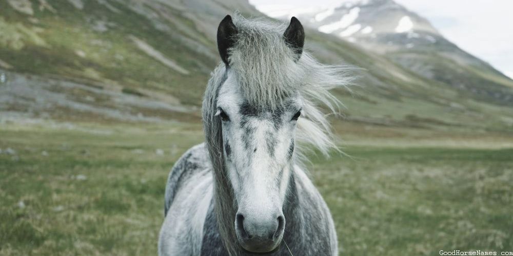 Car Themed Horse Elegant Names