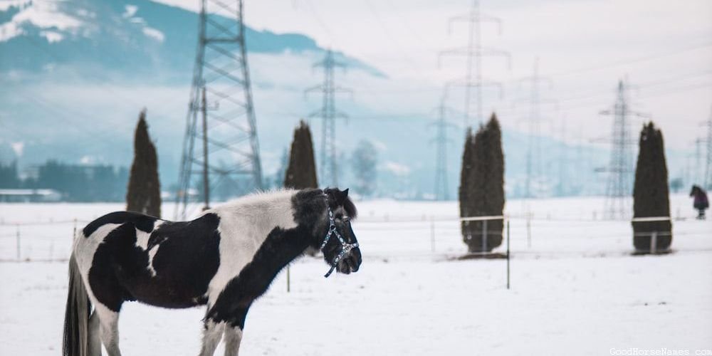 Car Themed Horse Popular Names