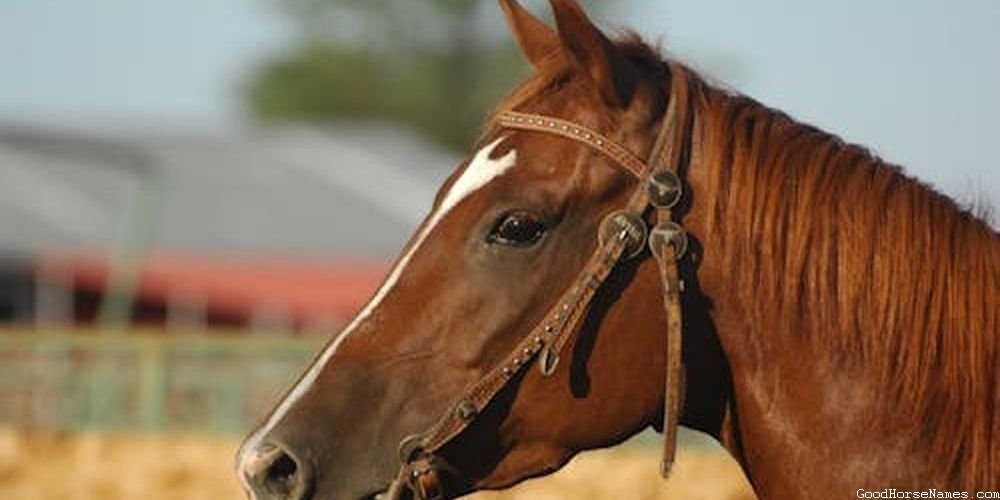 Car Themed Horse Unique Names