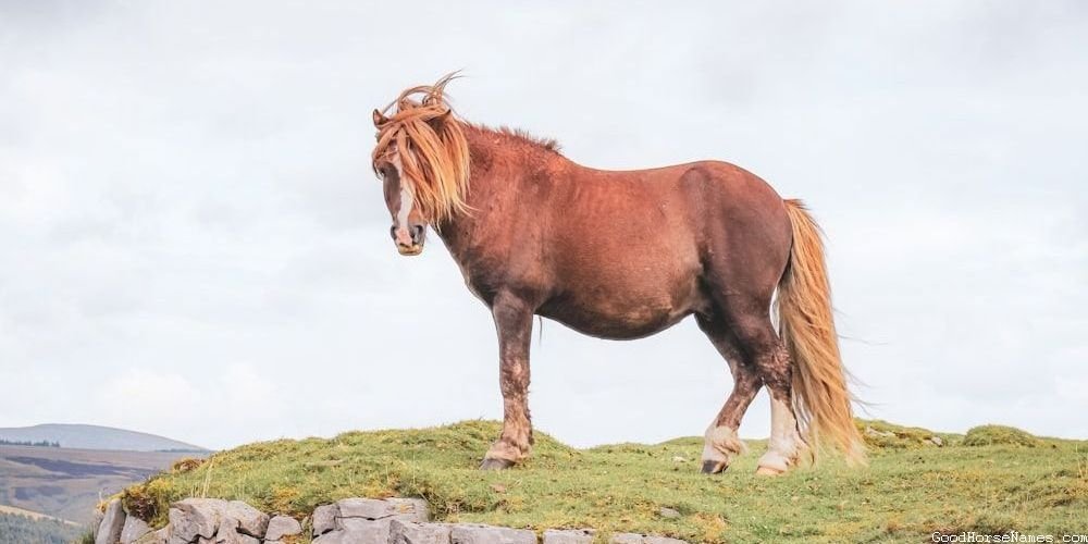 Catchy Horse Names That Are Puns