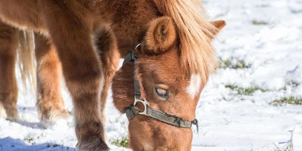 Catchy Horse