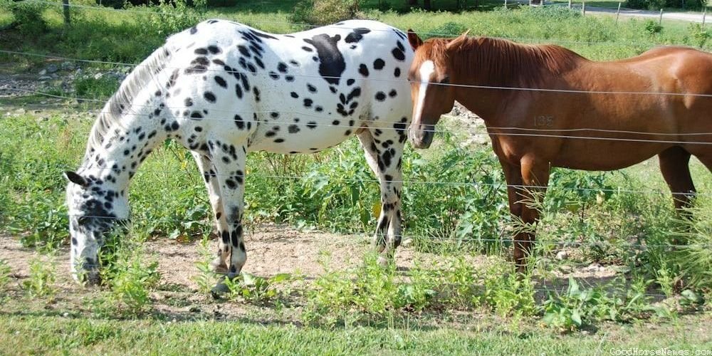 Cavalry Horse Powerful Names