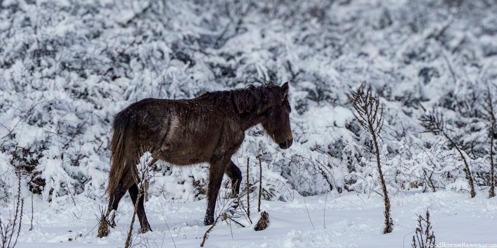 Cavalry Horse