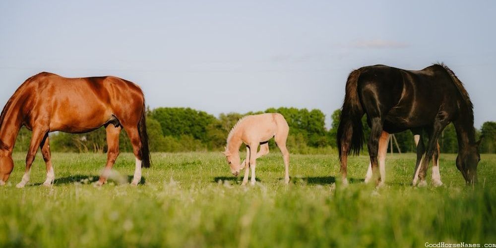 Celebrity Horse Names That Are Puns