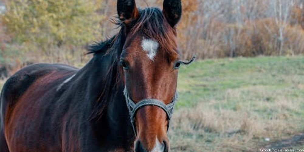 Celebrity Horse Sassy Names