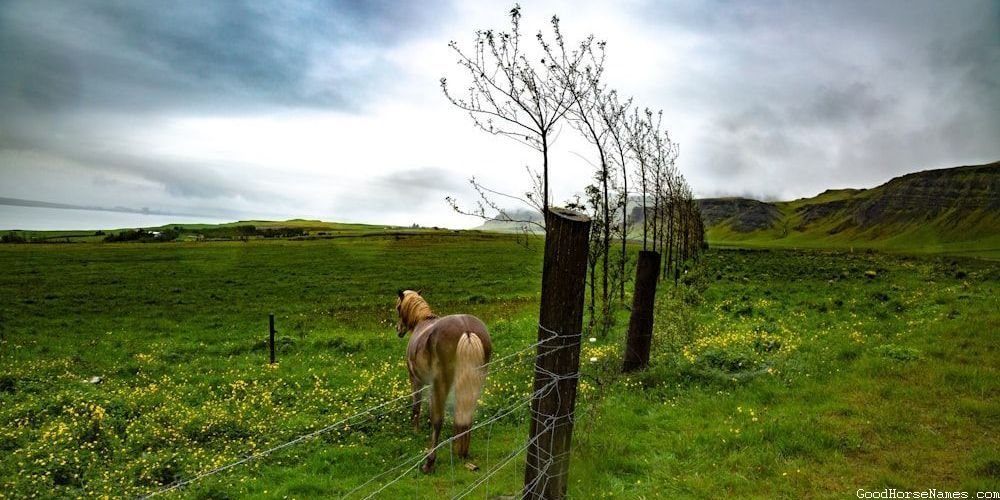 Celestial Horse Names Inspired by Horse Characteristics