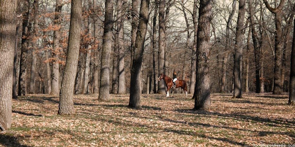 Celtic Horse Literature Inspired Names