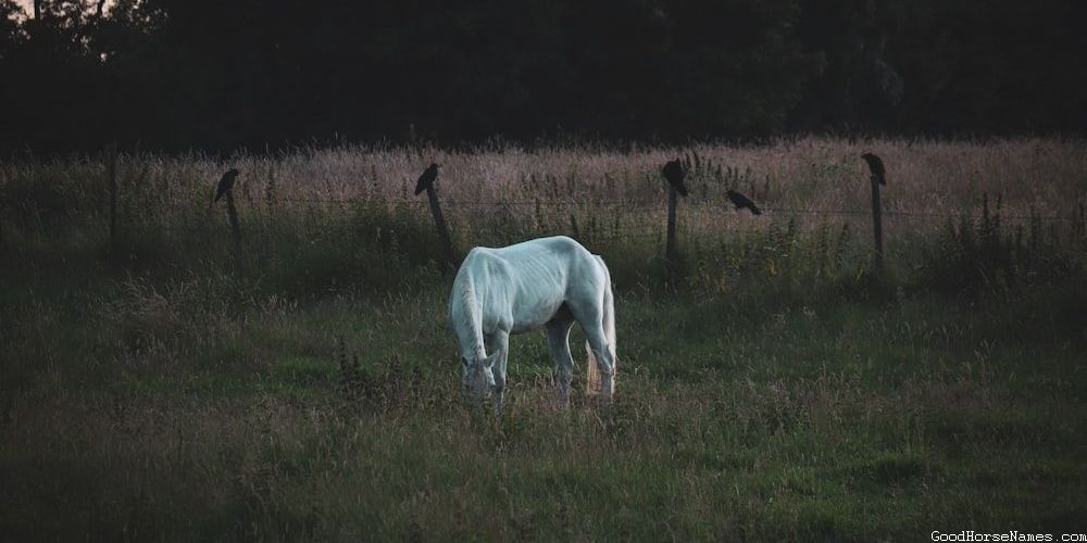 Champagne Horse Medieval Names