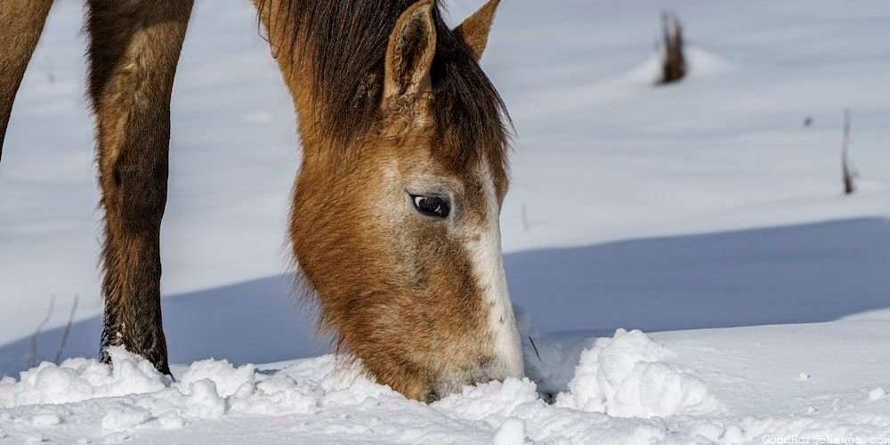 Champagne Horse