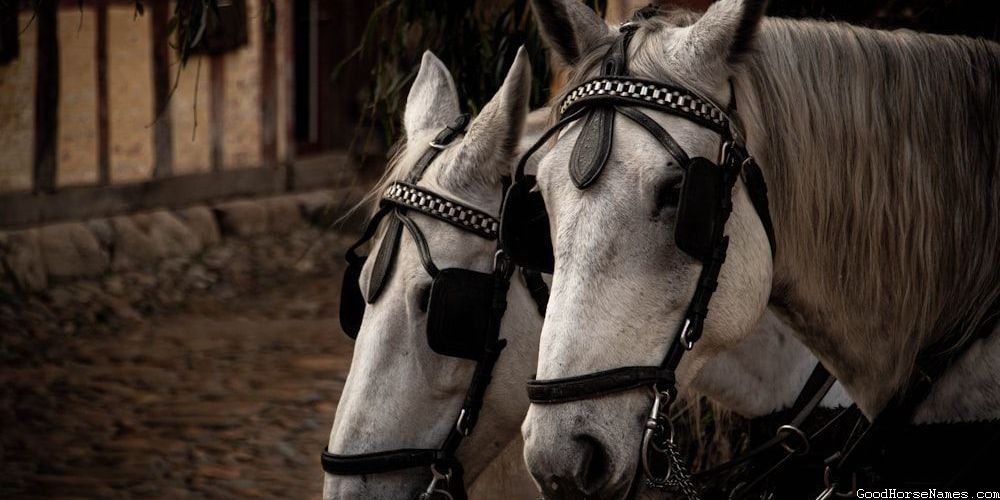 Champion Horse Human Names Inspired Names