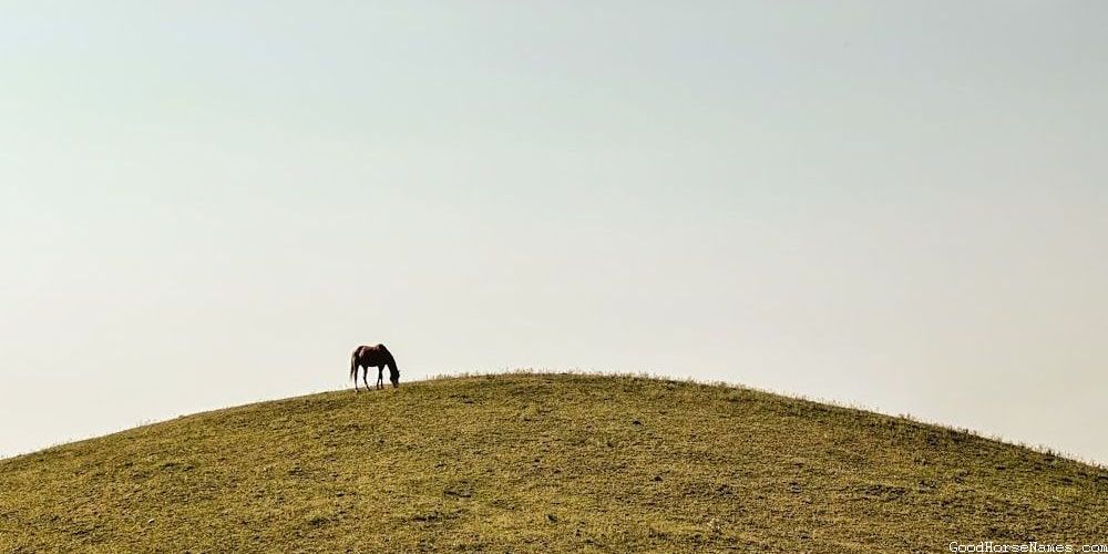 Cheesy Horse Funny Names