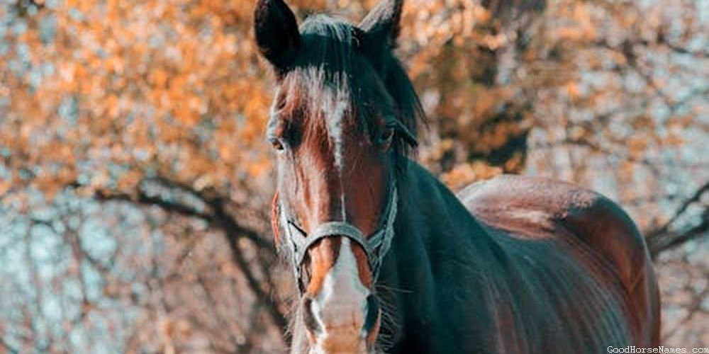 Cheesy Horse Regal Names