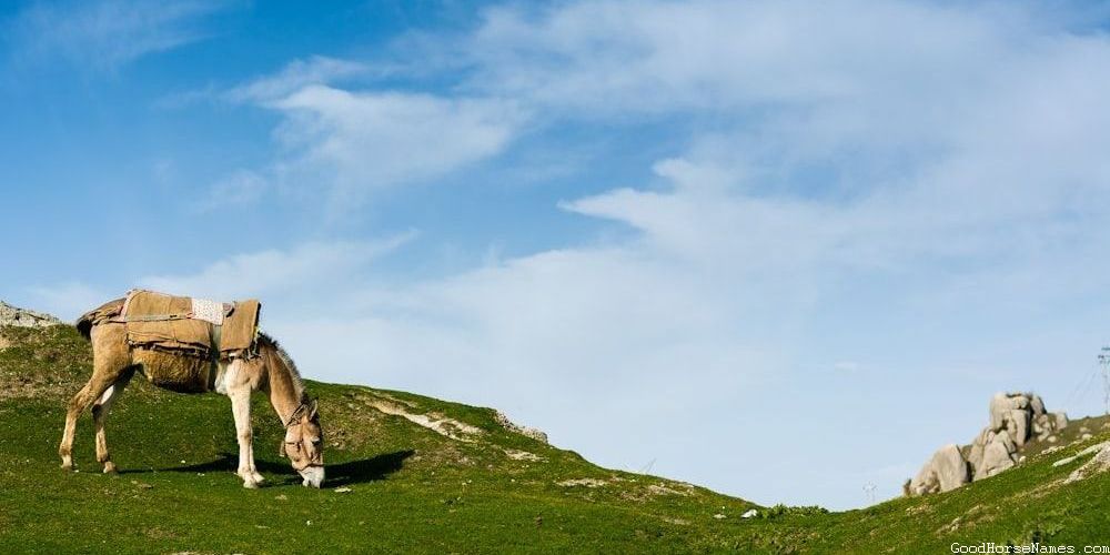 Cheltenham Horse Medieval Names