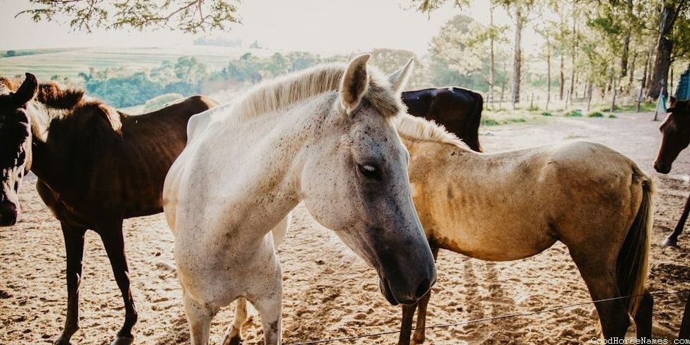 Cheltenham Horse Unique Names