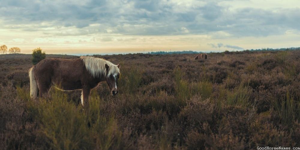 Cherokee Horse Literature Inspired Names