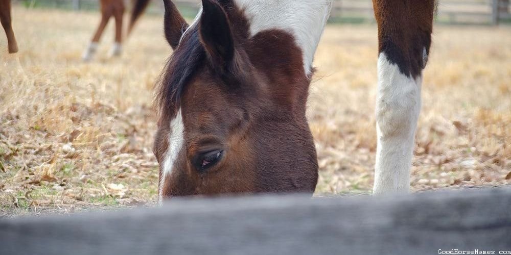 Cherokee Horse Names That Are Puns