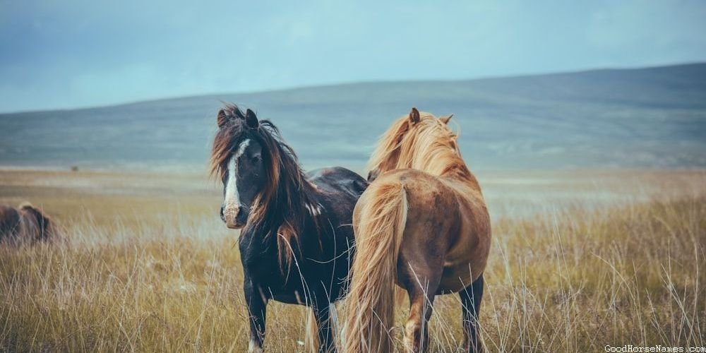Cherokee Horse Sports Teams Inspired Names