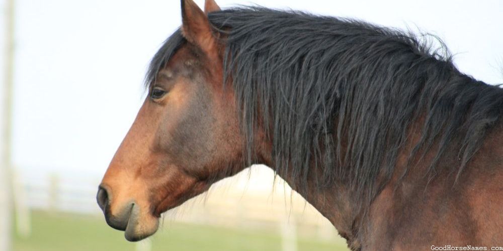 Chestnut Horse Show Royal Names