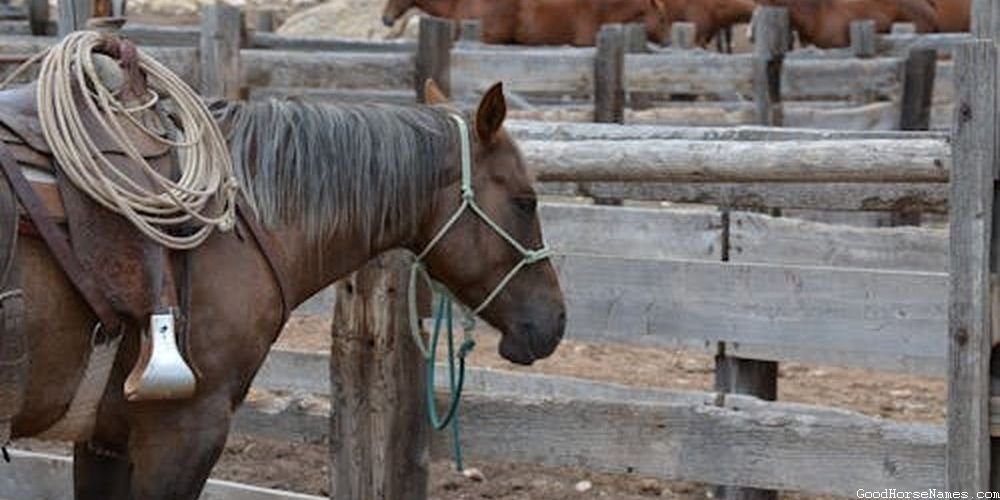 Chinese Horse Royal Names