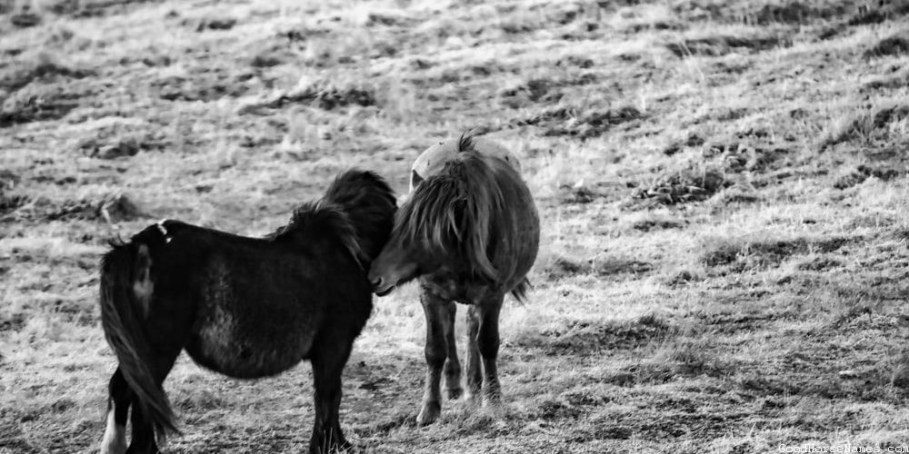 Chocolate Horse Funny Names