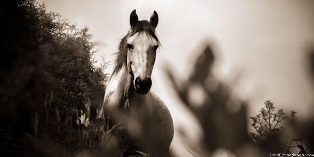 Chocolate Horse Location Inspired Names