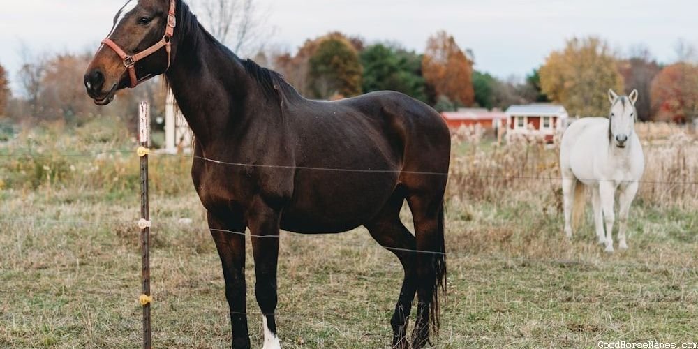Chocolate Horse Unique Names