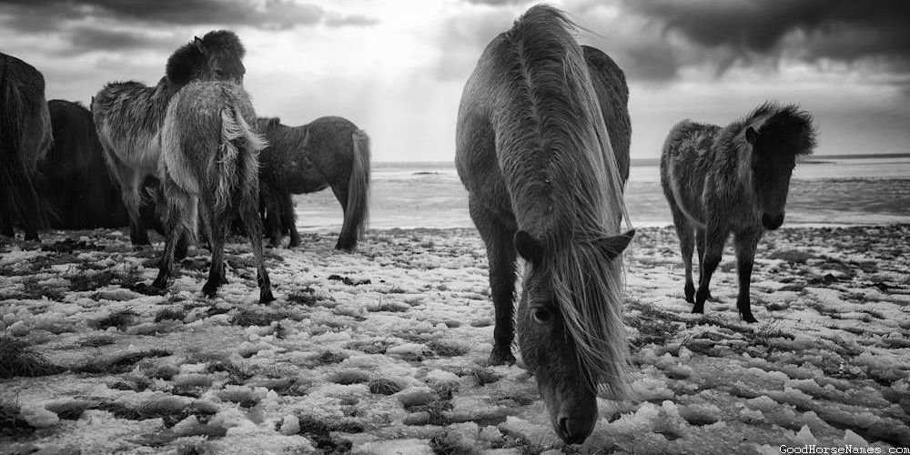 Christian Horse Funny Names