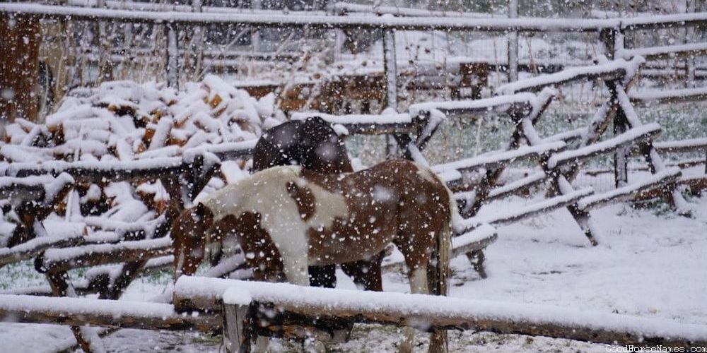 Christmas Horse Ancient Names