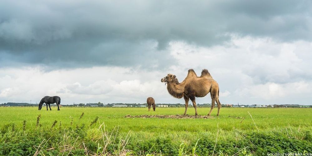 Classic Horse Sassy Names