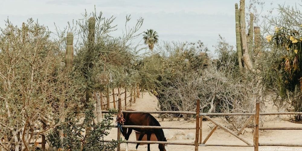 Classic Horse