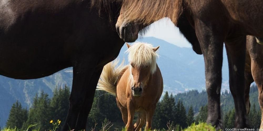 Clever Horse Cute Names