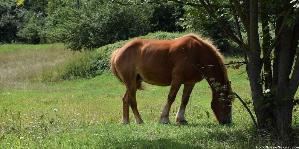 Clever Horse Personality Inspired Names