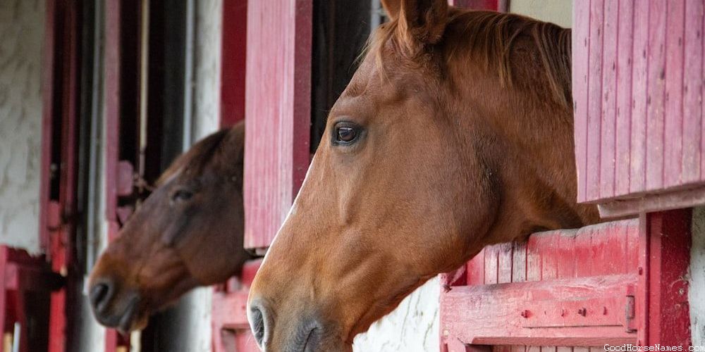 Clever Horse Powerful Names