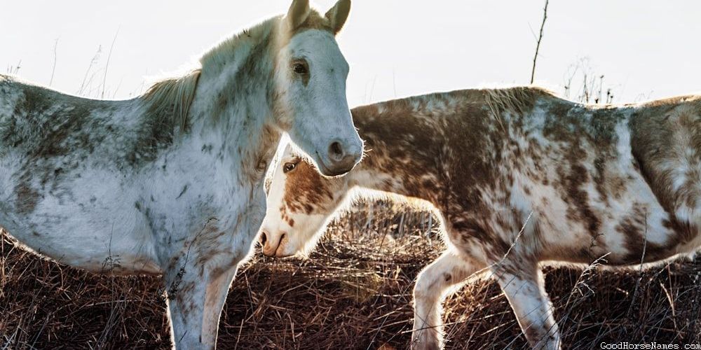 Clever Horse Regal Names