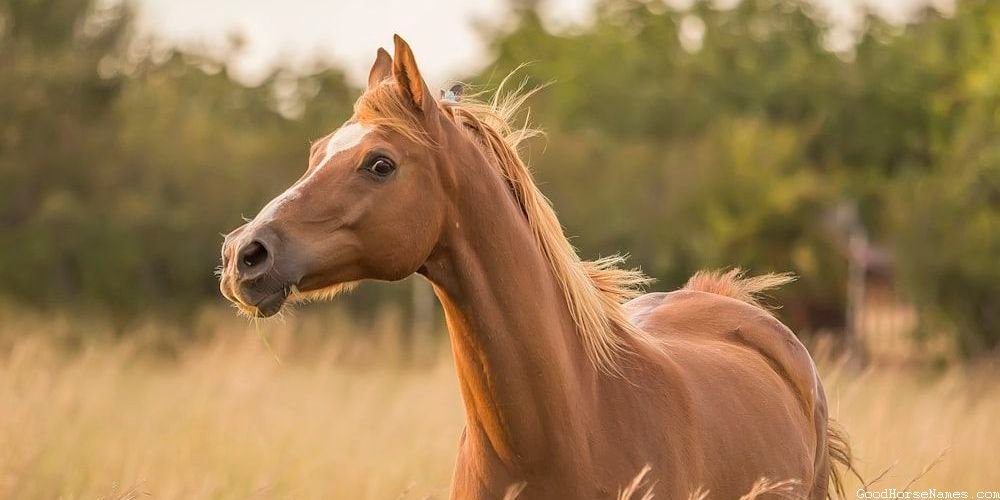 Clint Eastwood Popular Horse Names