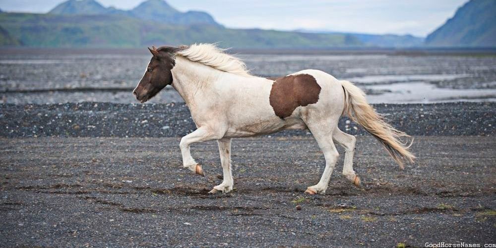 Clydesdale Horse Funny Names