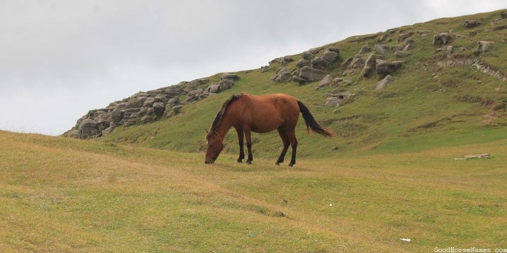 Clydesdale Horse Names Inspired by Nature