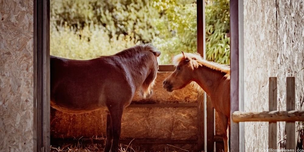 Clydesdale Horse Punny Names