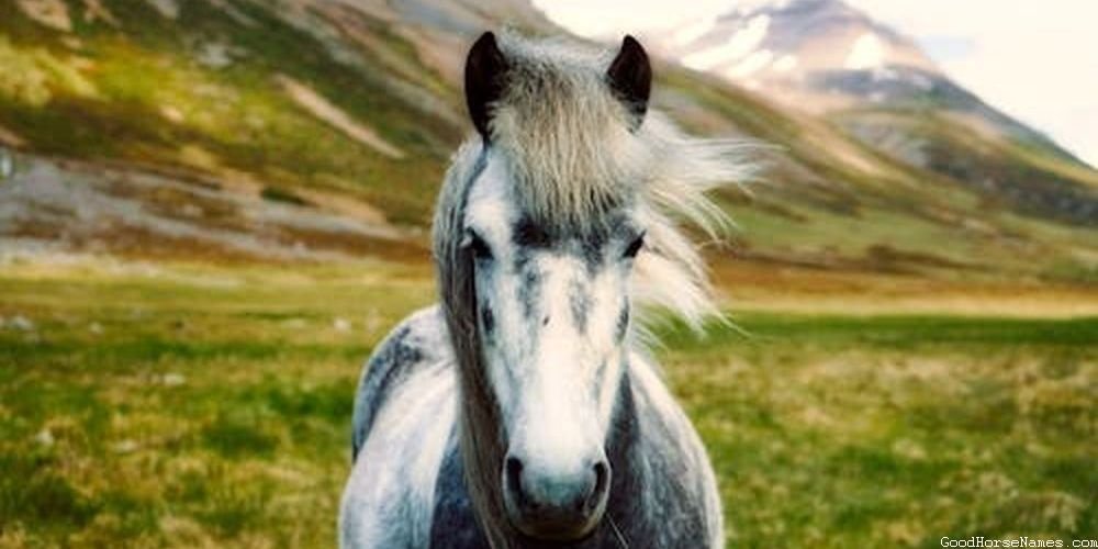 Clydesdale Horse