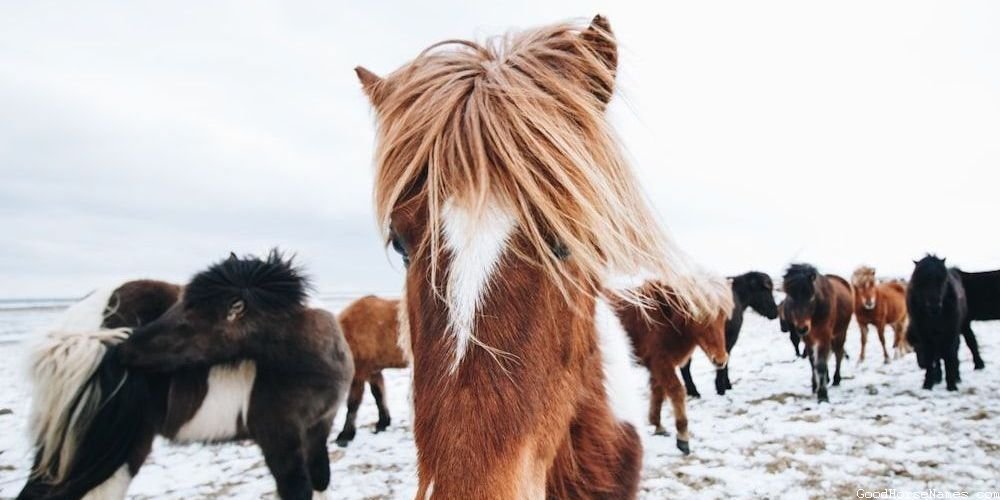 Comanche Horse Nature Inspired Names