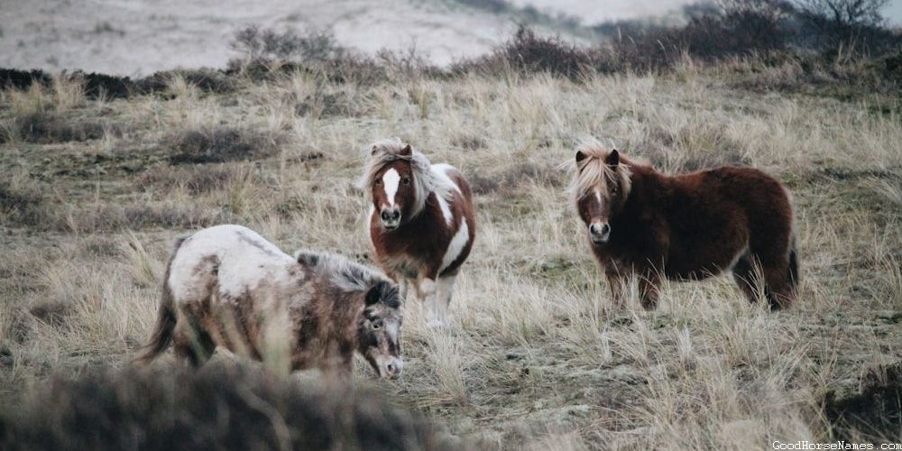 Comanche Horse Royal Names