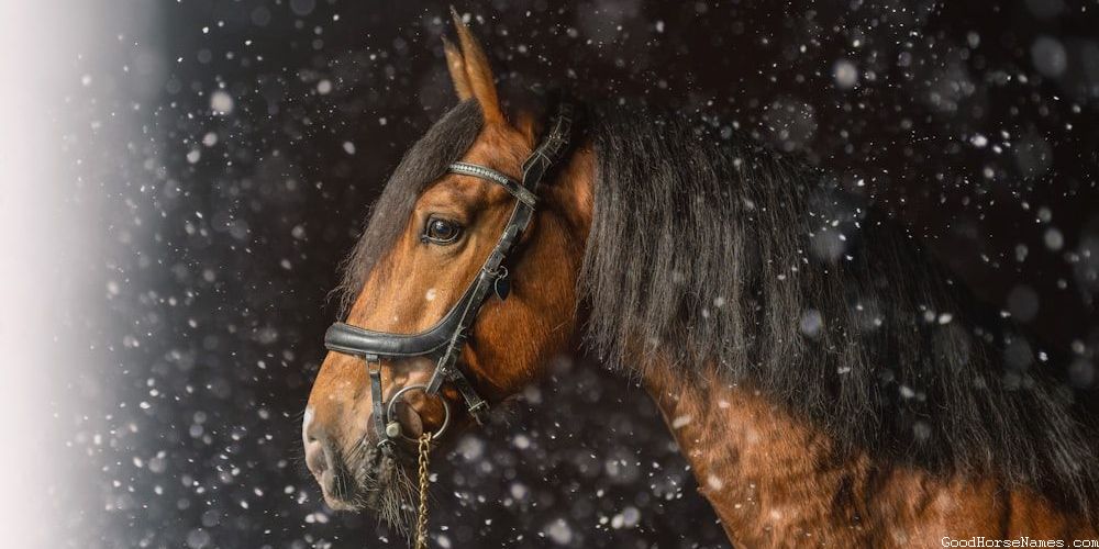 Common Horse Funny Names