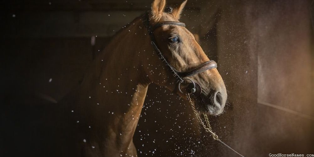 Cool Barrel Horse Names That Are Puns