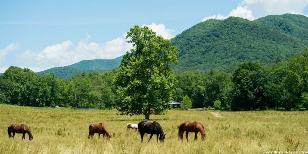 Cool Barrel Horse Popular Names
