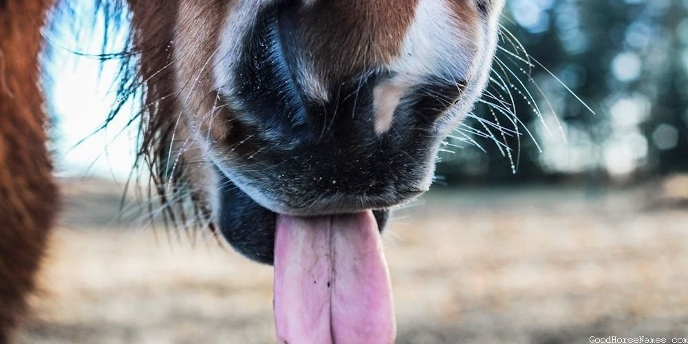 Cool Barrel Horse Unique Names