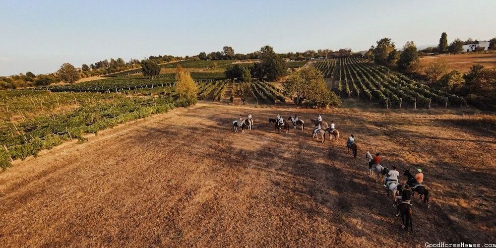 Cool Black Horse Historical Figures Names