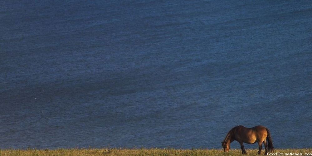 Cool Black Horse Popular Names